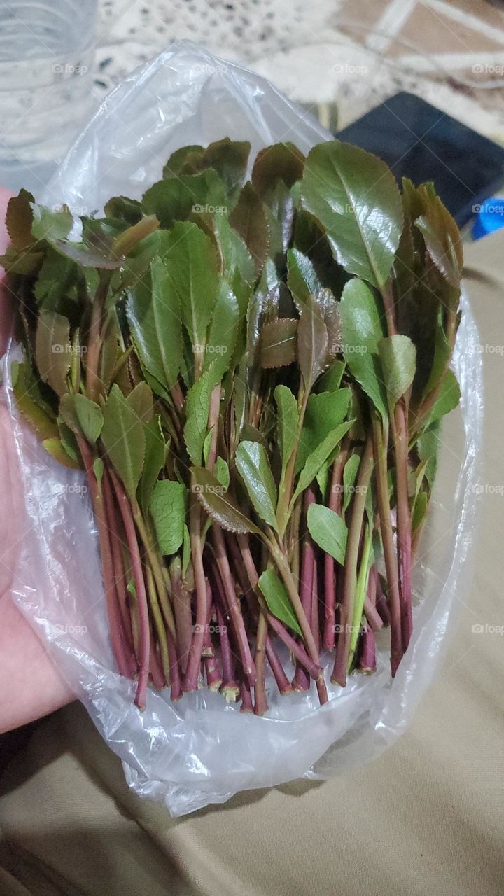 A very beautiful picture, and there is no better picture than it. There is no better picture of green herbs and colorful, red and white roses than it. Glory be to God, the natural and picturesque view, and there is no more