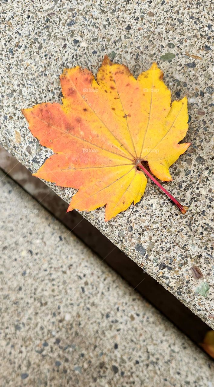 bright yellow orange leaf fallen from a tree onto concrete steps on an Oregon afternoon in Autumn