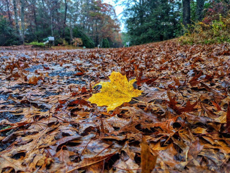 last color of fall