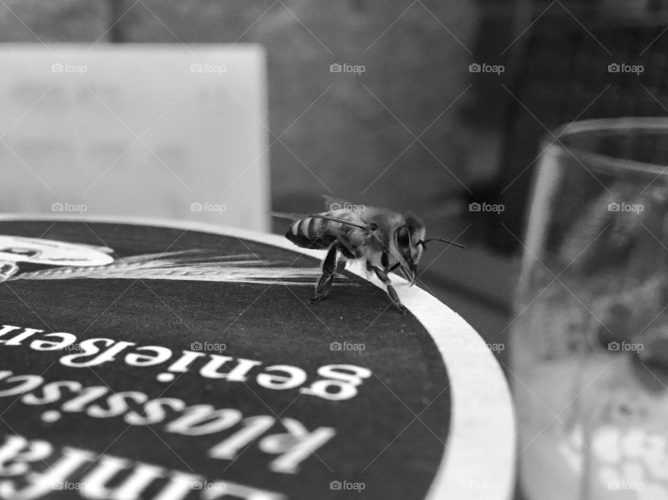 Bee, black and white