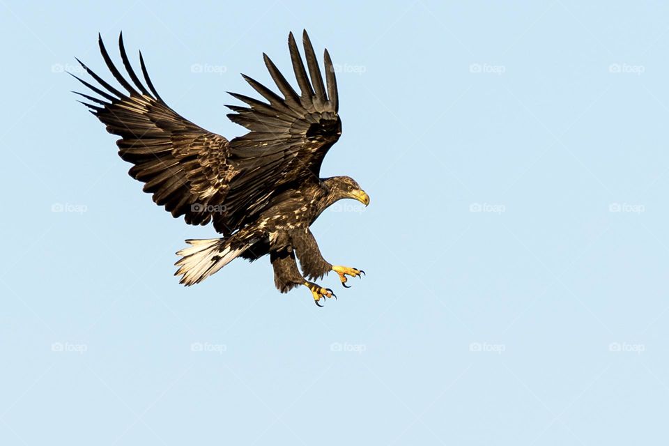 White-tailed eagle in action with light blue sky in the background 