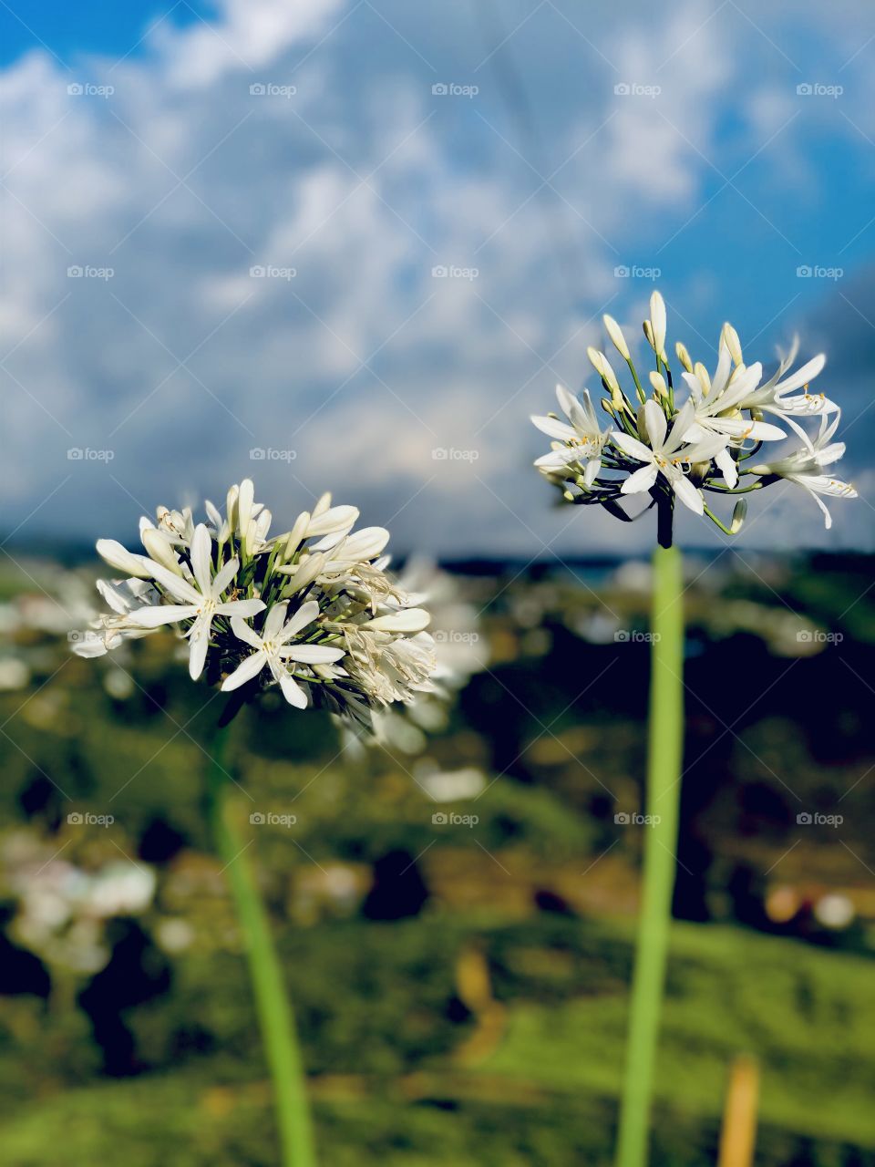 I should like to enjoy this summer flower by flower, as if it were to be the last one for me.