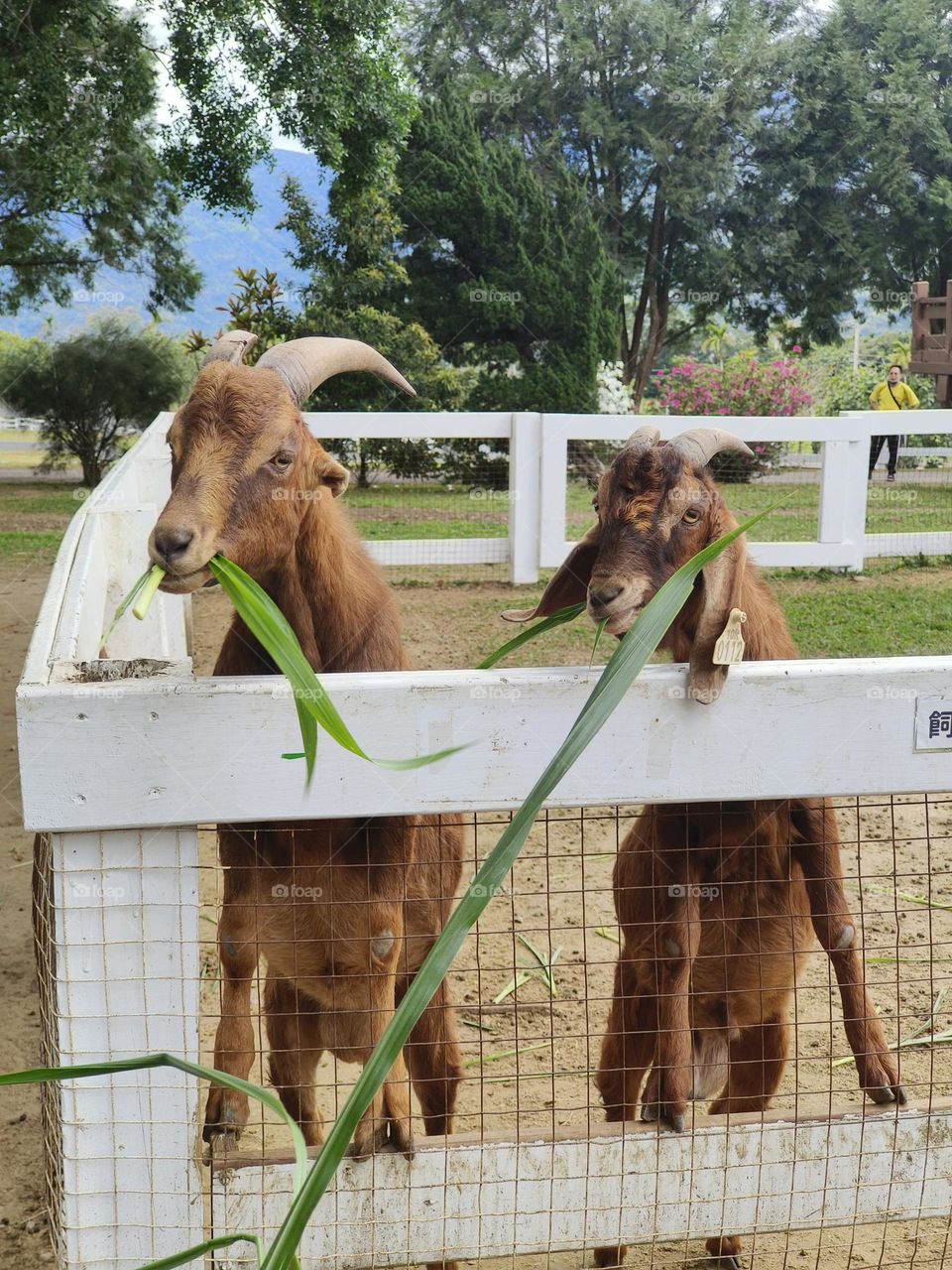 Sheep at Chulu Ranch in Beinan Township