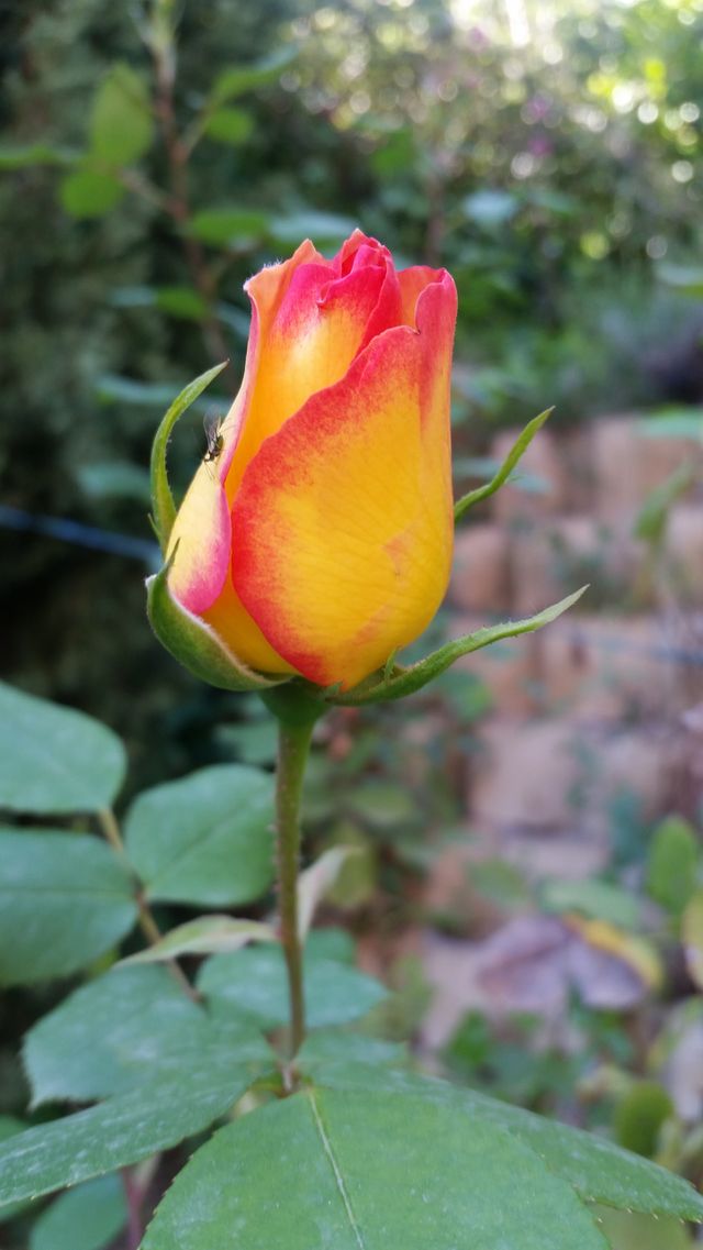 rose in the garden