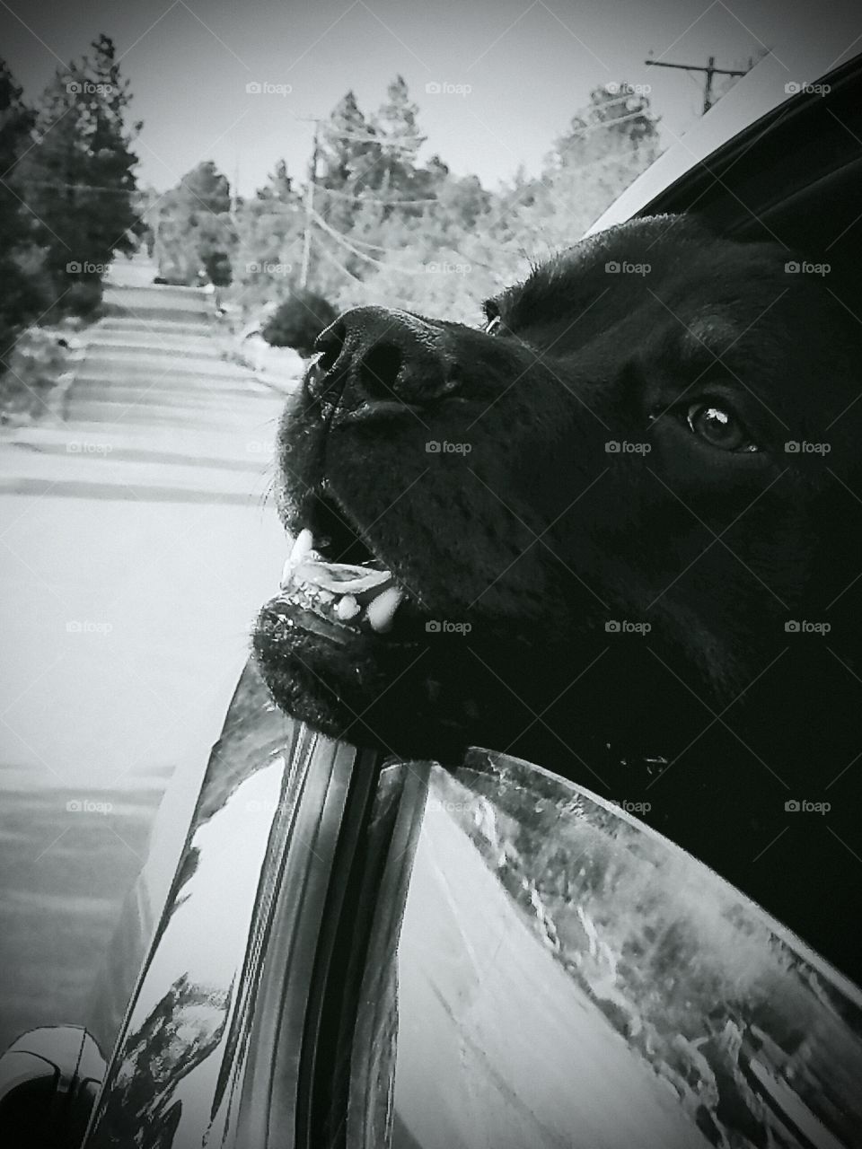 Rottweiler joy ride in black and white