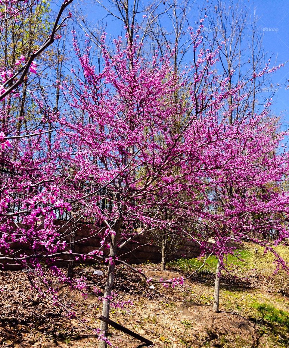 Redbud trees
