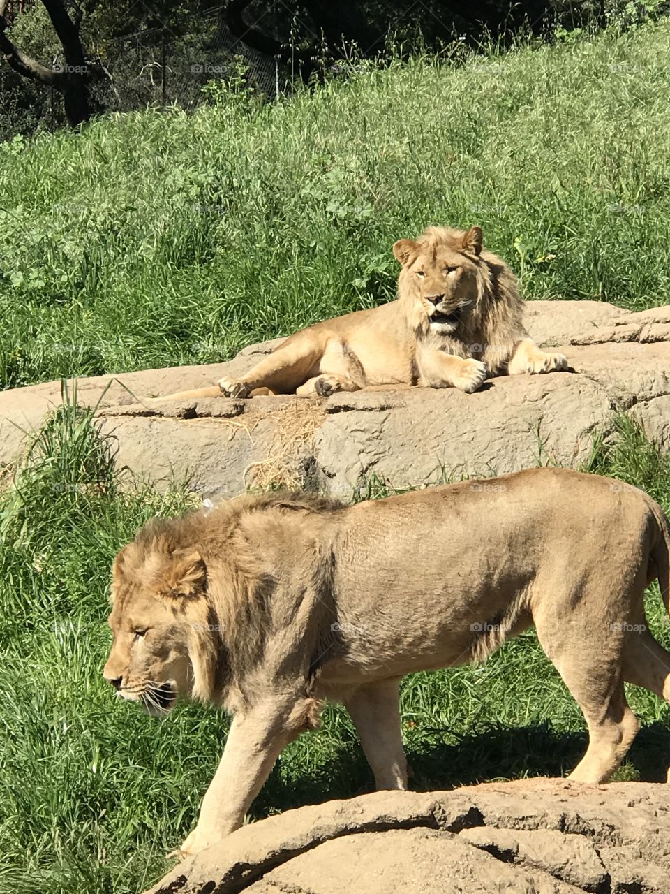 San Francisco Zoo Lions