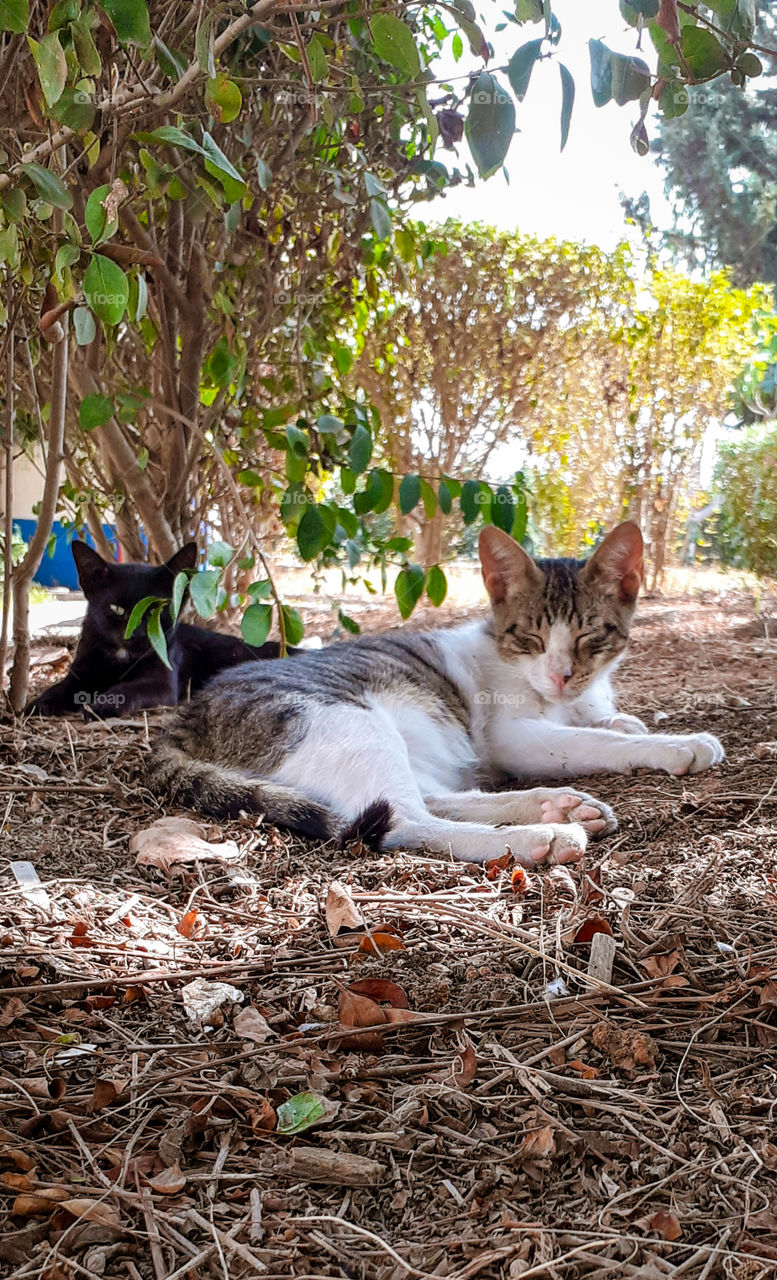 Cats throw trees and leaves