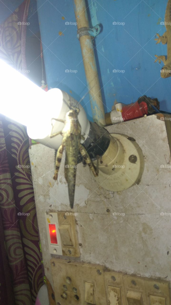 A small lizard and Big grasshopper between what happen