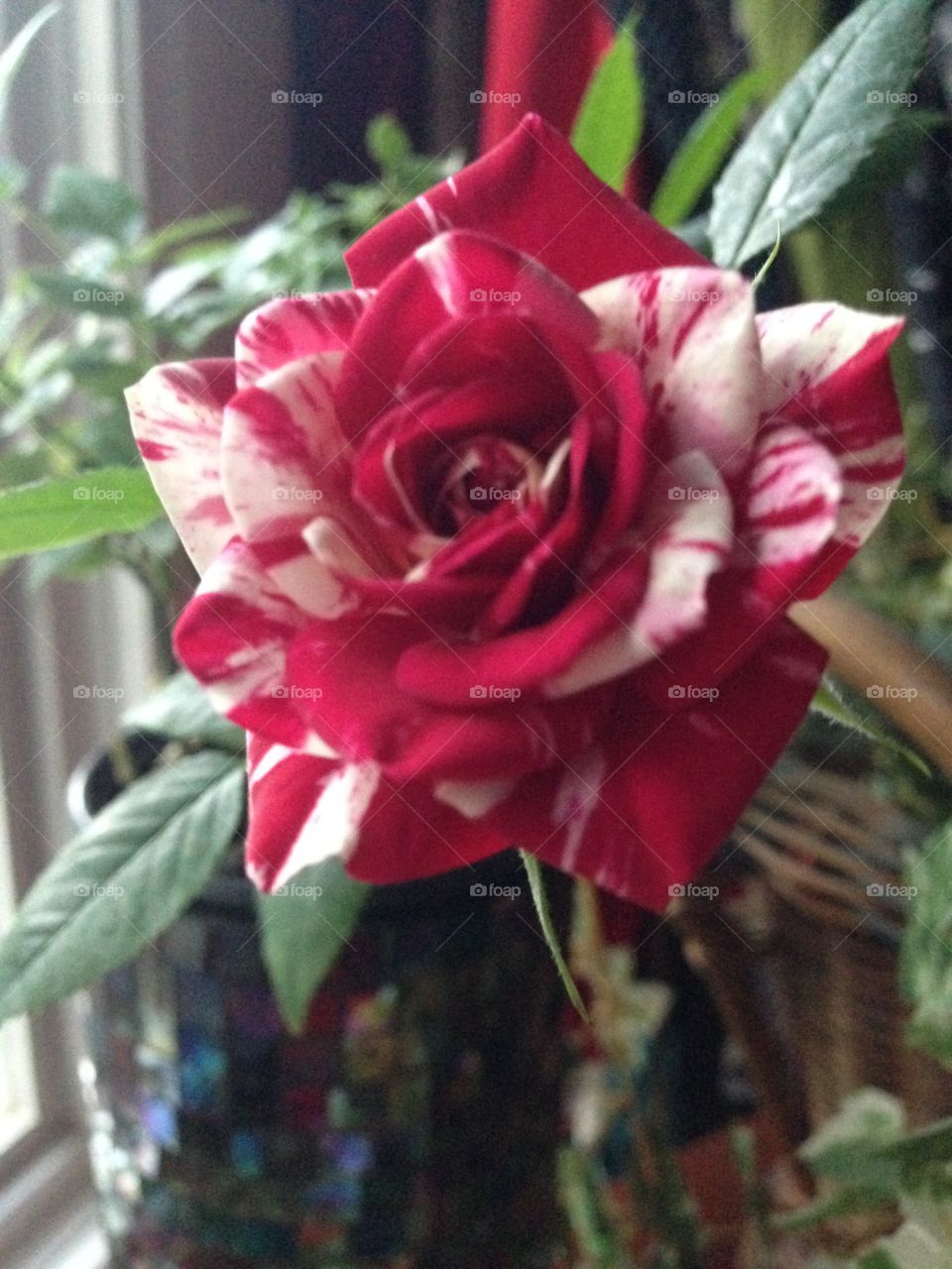 Peppermint Mini Rose