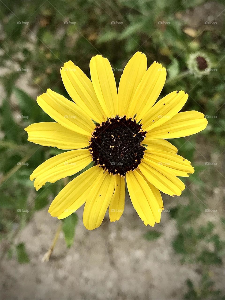 California sunflower 