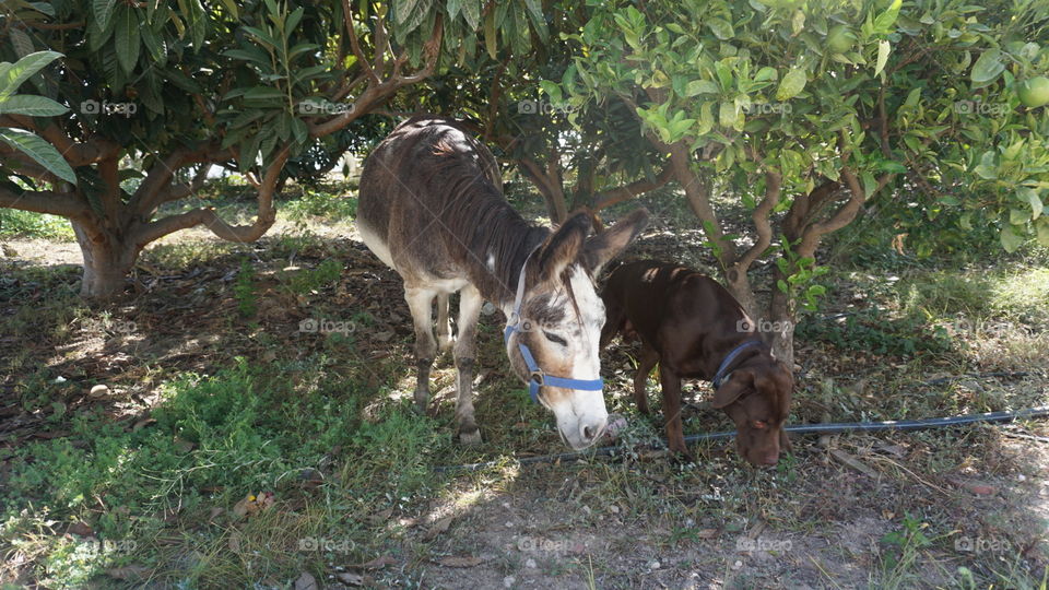 Donkey#dog#animals#frendship#nature#trees