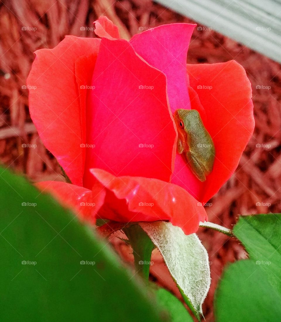 #rose #frog #greentreefrog #florida