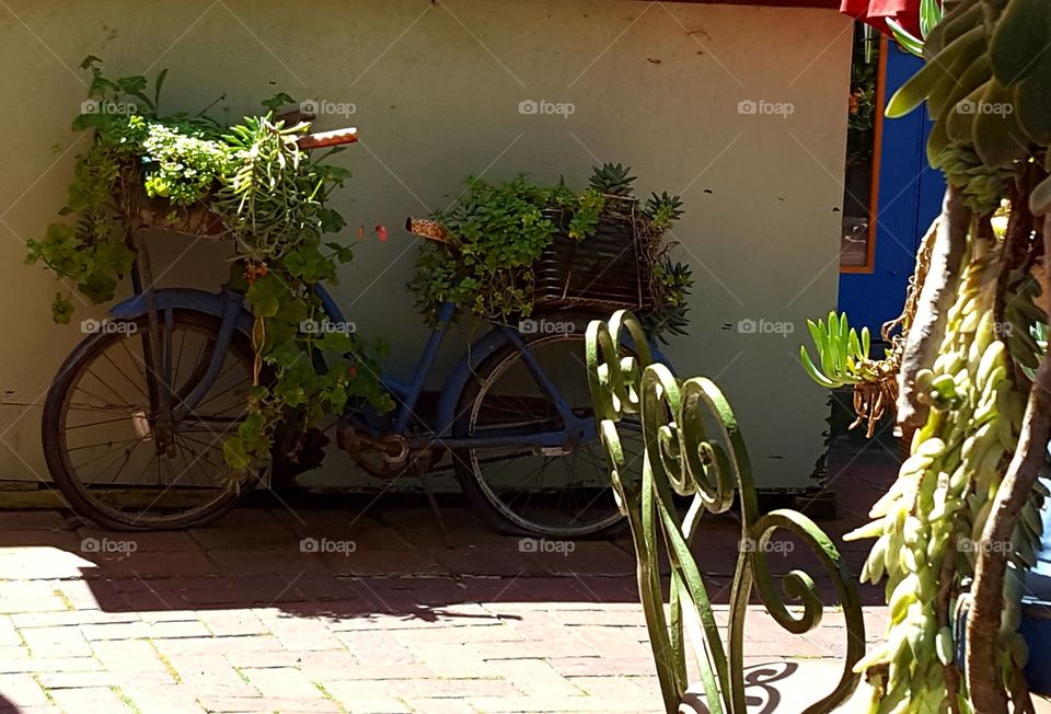 beautiful planter. This vintage bike Given a second life as a planter in one of my favorite Mexican restaurant.