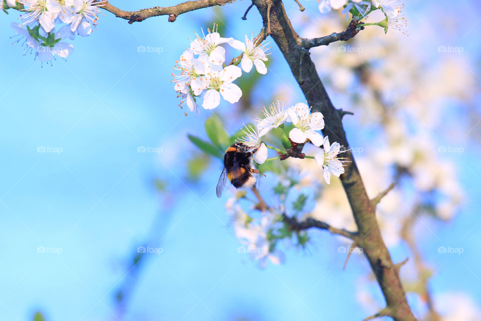 Bee on tree blossom