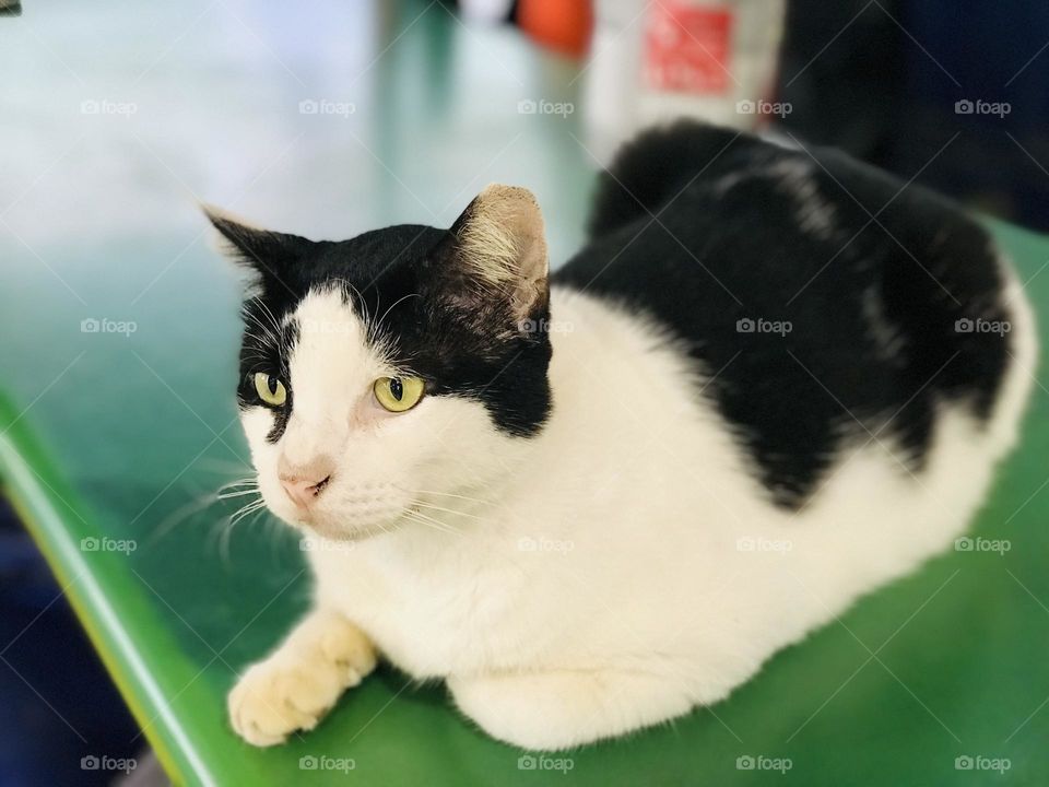 Beautiful black and white mixed colour cat staring at a side 