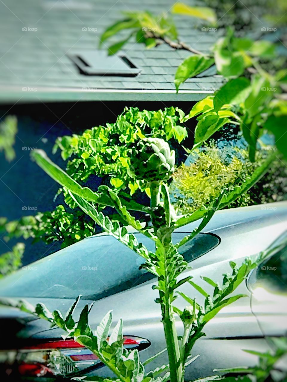 Artichoke growing on a sidewalk