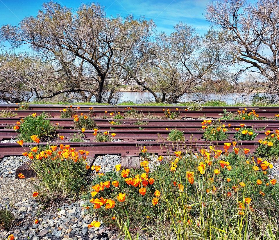 Beautiful spring flowers take over an old train track.