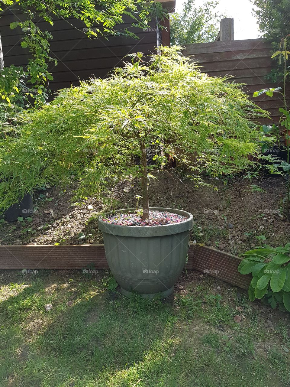 Acer looking good.