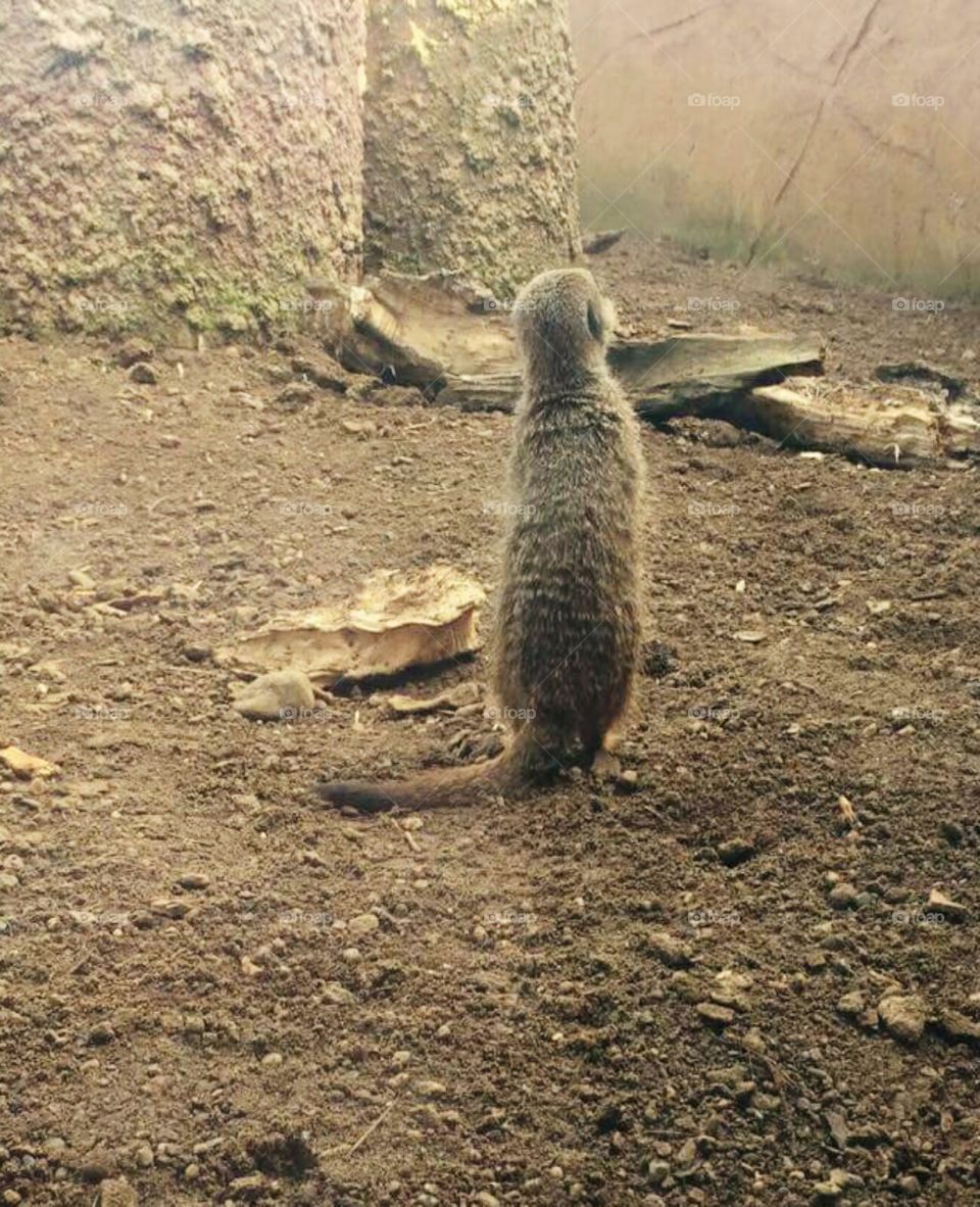 Meerkat in Chester Zoo UK