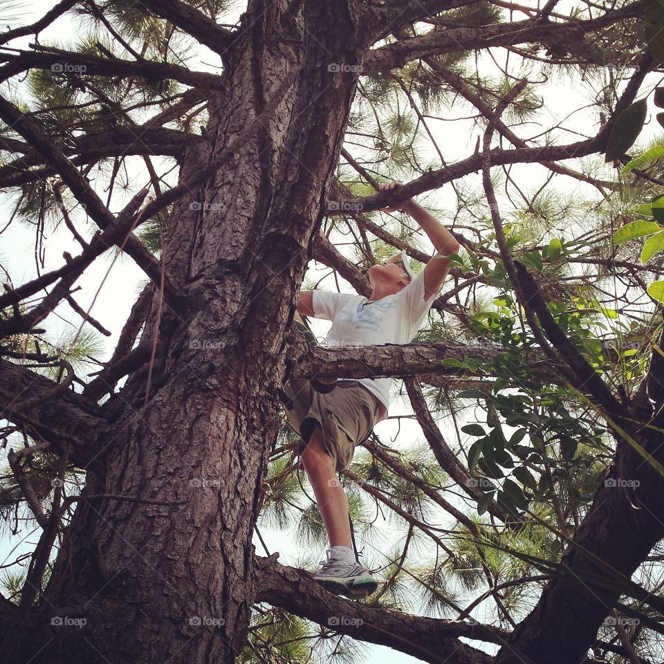 Up A Tree. Geocaching Adventures