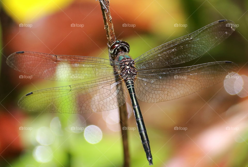 Spreading wings well to look the body completed. Methalic colour of black at the site of tropical rock river montana. Kindly pleased of forest dragonfly to perch a long for resting on.