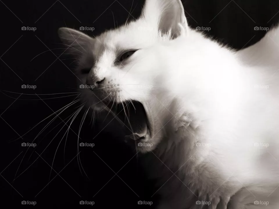 Cat, shout 😊