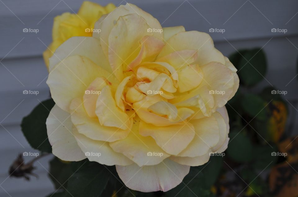 Yellow Rose in Full Bloom