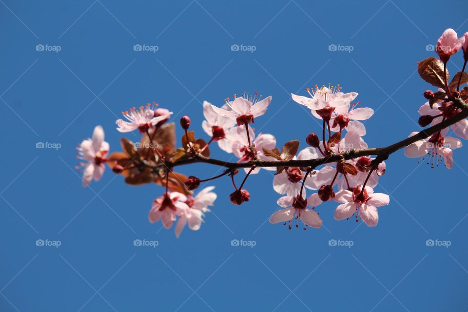 Pink spring flowers