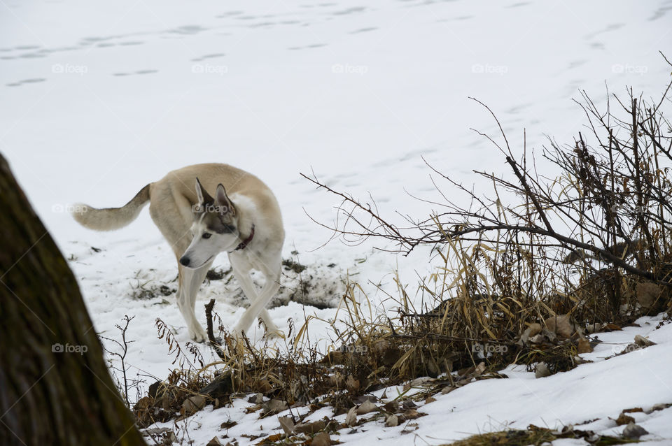 Husky dog exploring the edge of frozen lake covered in snow in winter 