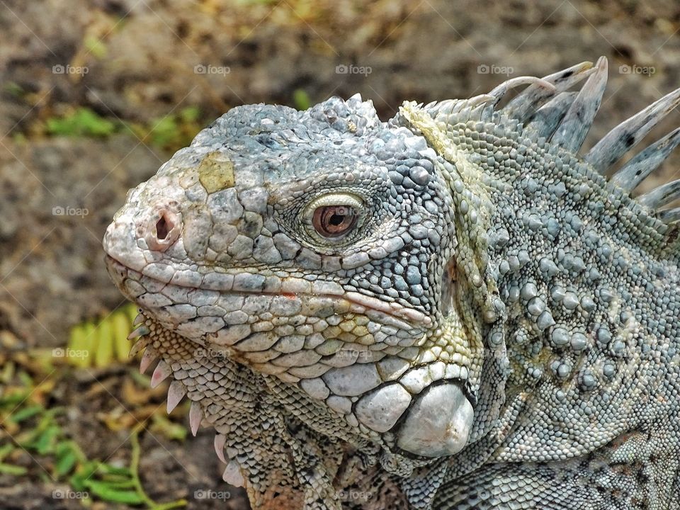 Iguana