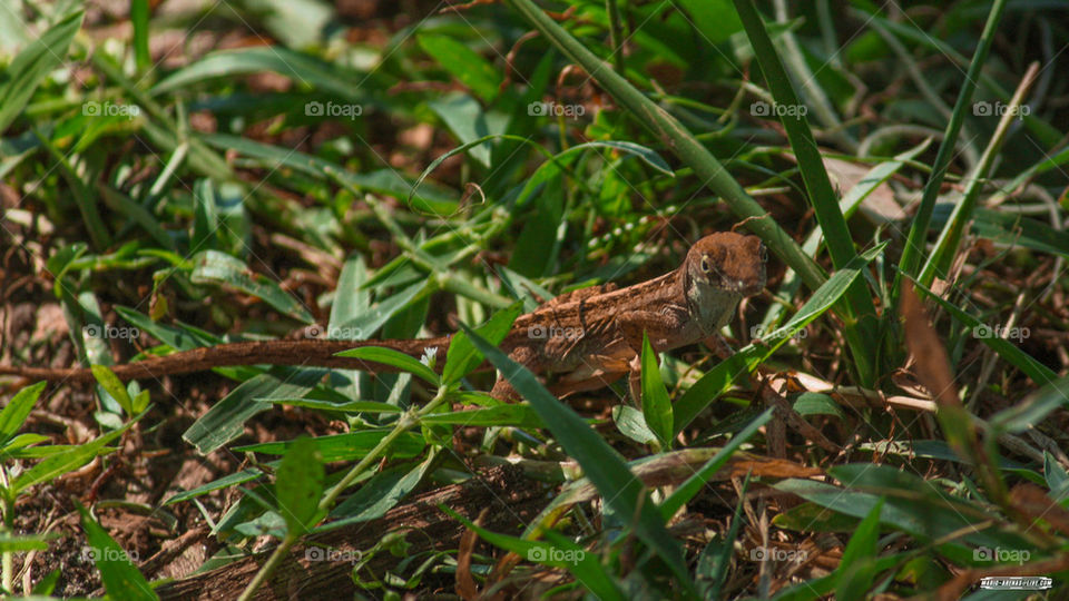 Florida Lizard