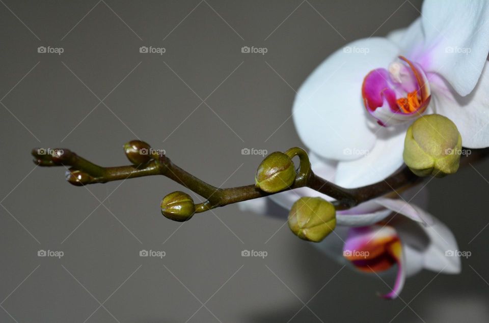 beautiful orchids flowers house plants close up