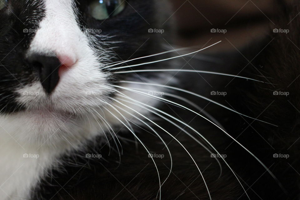 Whiskers