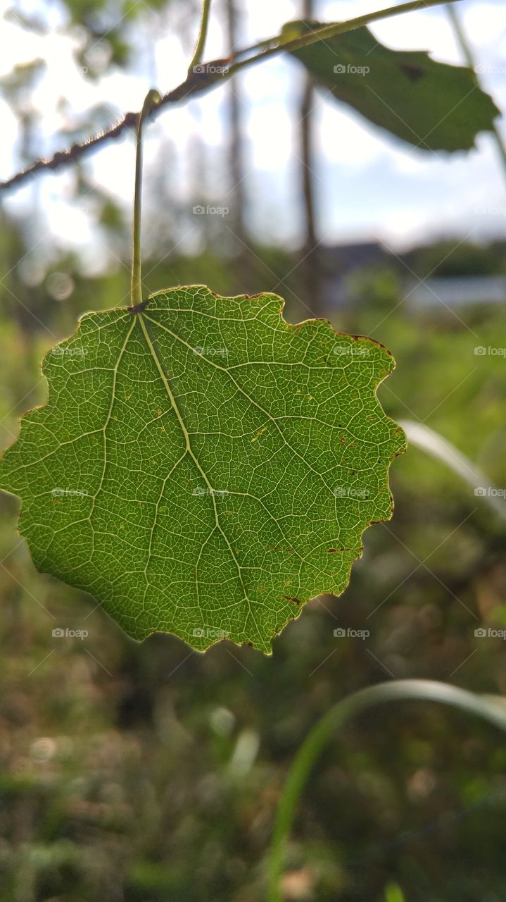 A beautiful aspen leaf in forest against the sun. Closeup photo.