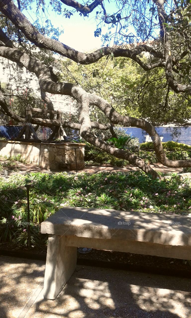 Alamo Garden