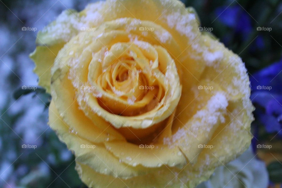 yellow 
frozen
rose