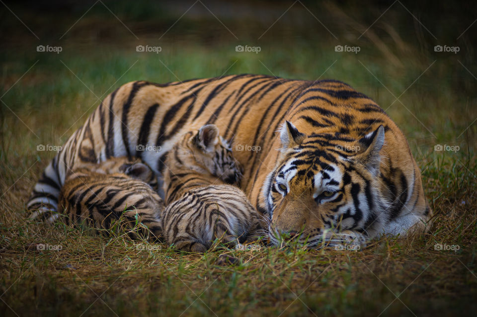 Mother tigress lies relaxing on the grass with her two little cubs and feeds them.