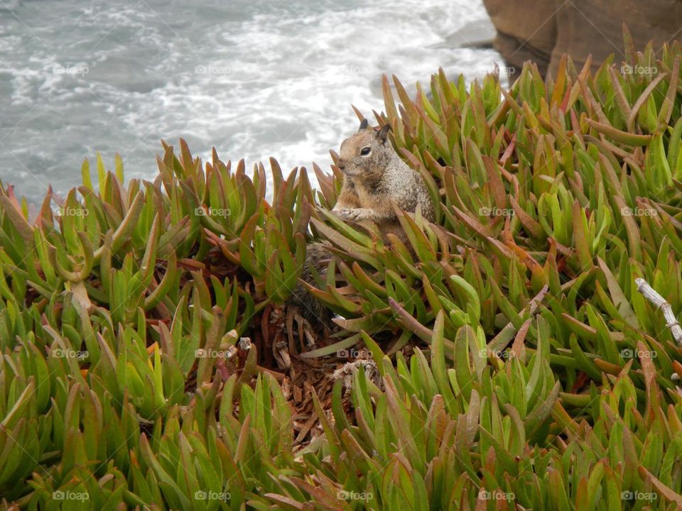 Squirrel. A fun place to take squirrel pictures. 
