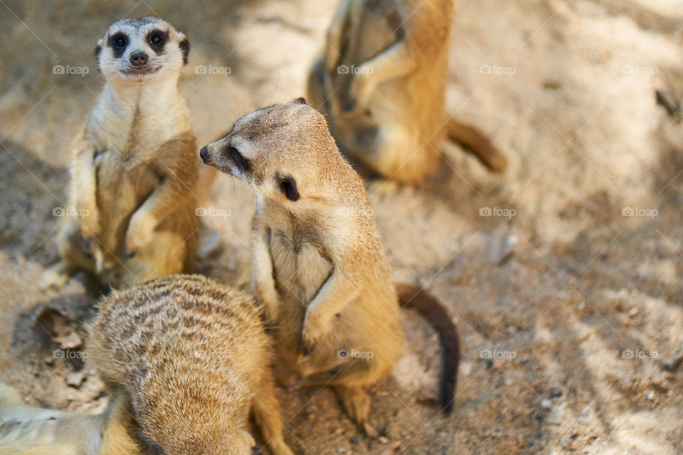 Group of meerkats on beach
