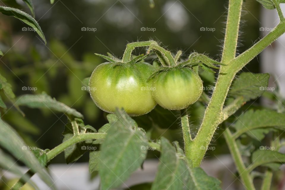 tomatoes