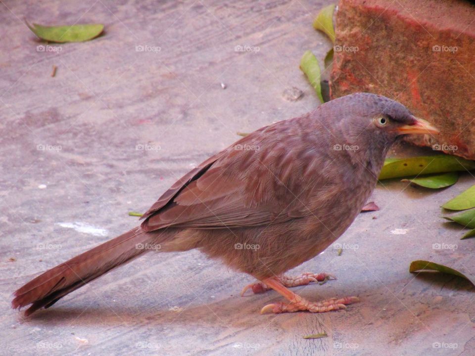 Jungle babbler bird or (Turdoides striata) or beautiful seven sisters or angry bird