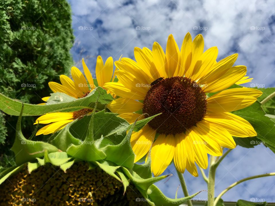 Sunflowers