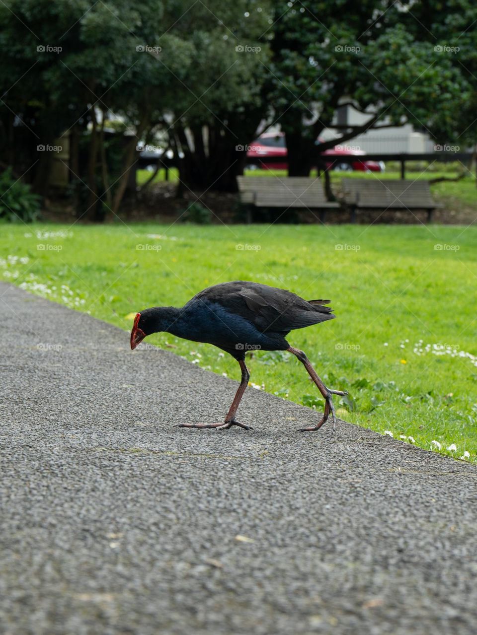New Zealand native bird