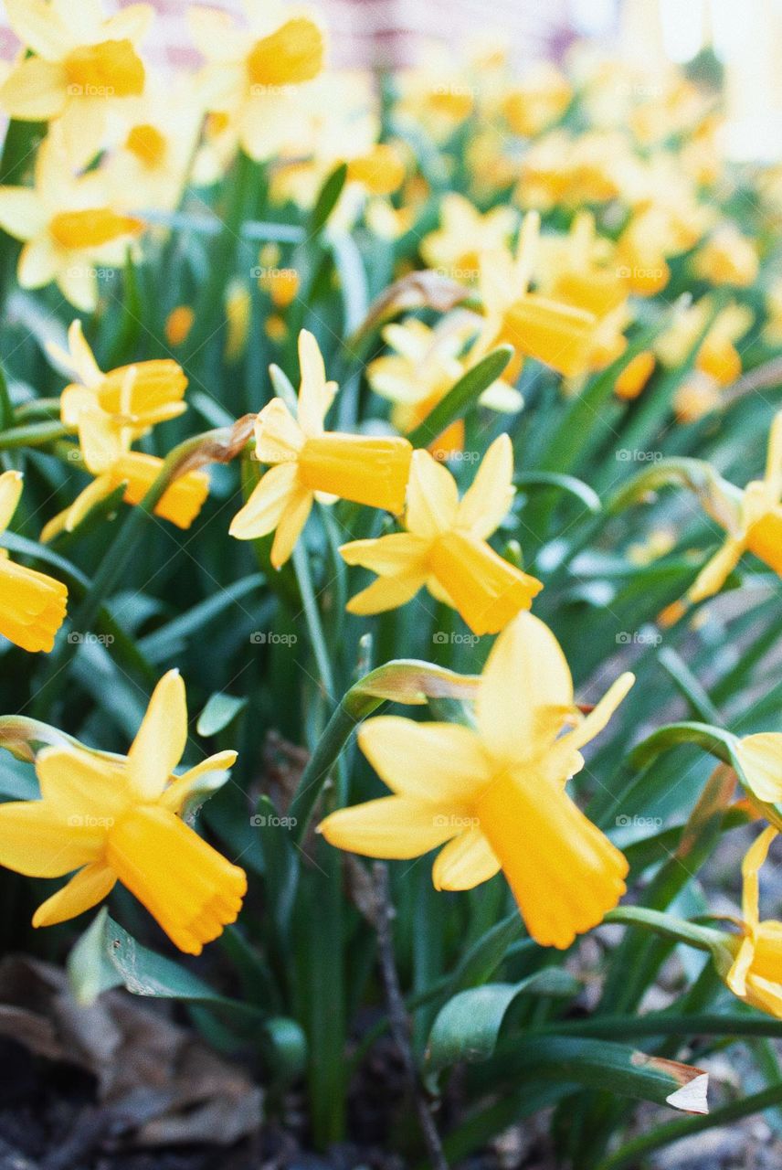 Yellow Daffodils