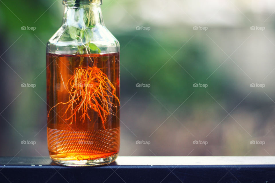 Close-up of roots in bottle