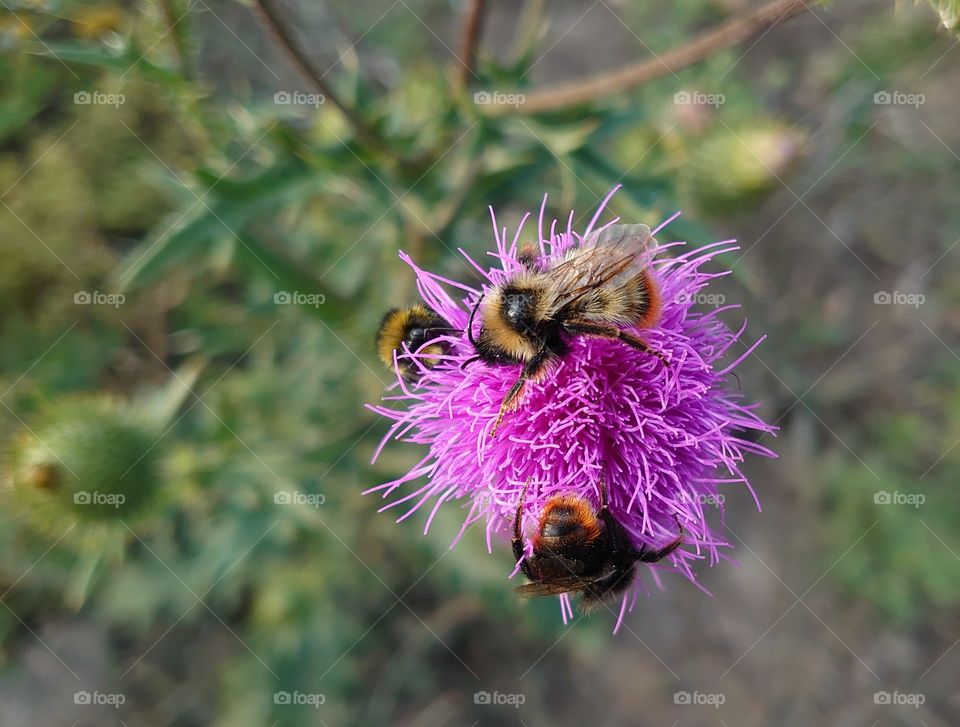 Breakfast, lunch and dinner on a forest meadow in summer, Russia 🐝 Bumblebees on a thistle