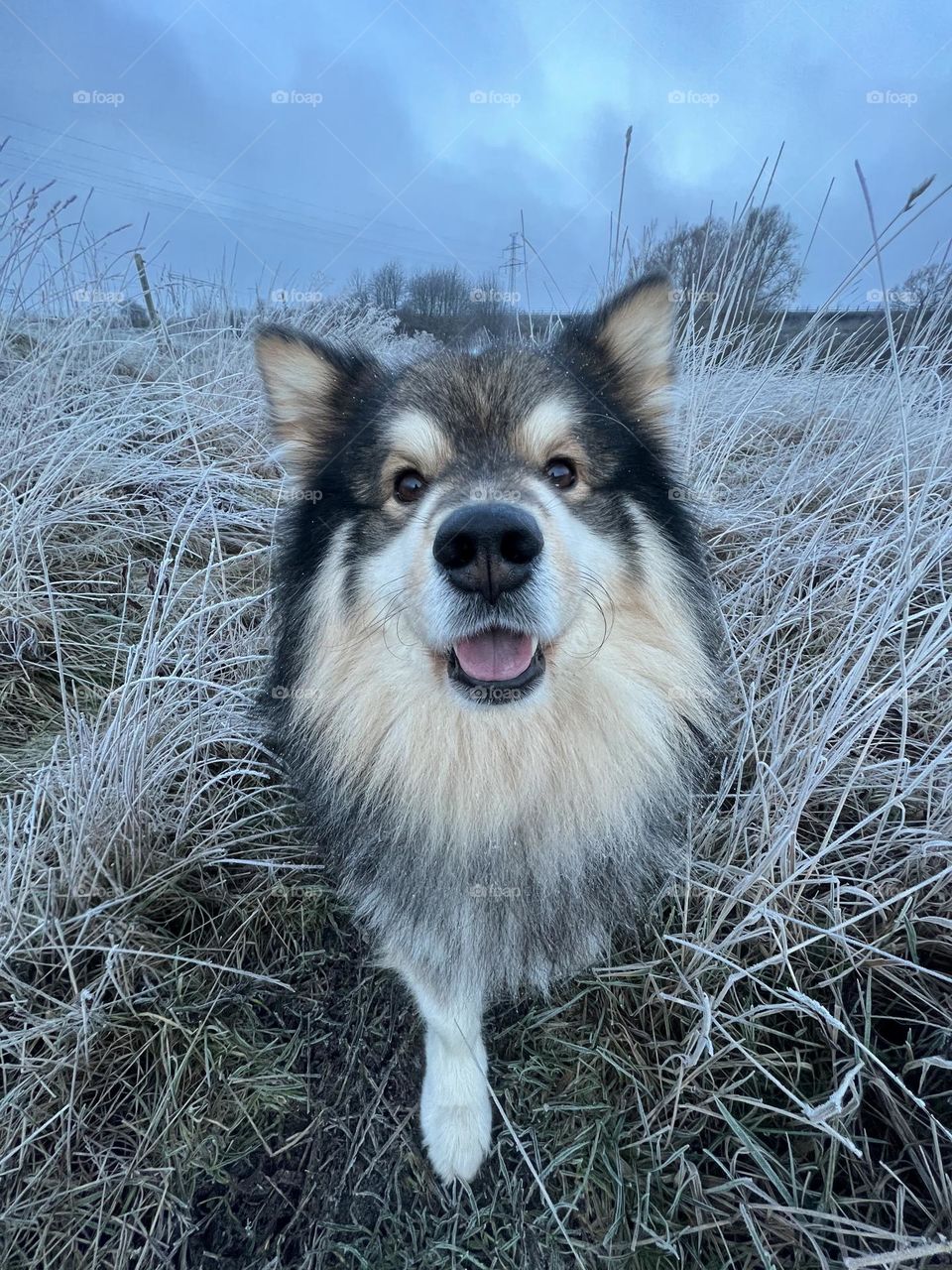 Portrait of a young Finnish Lapphund 