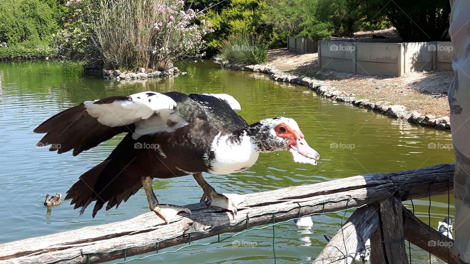 Duck eating some bread