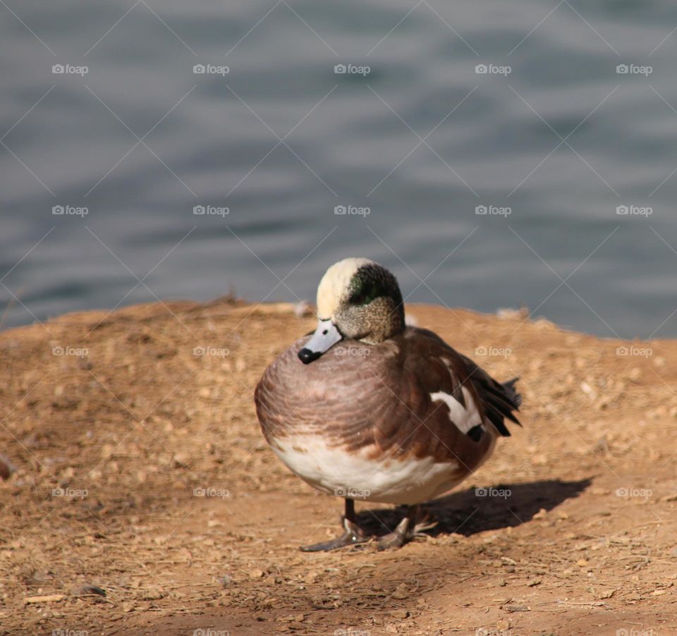 Wigeon Duck by the Lake